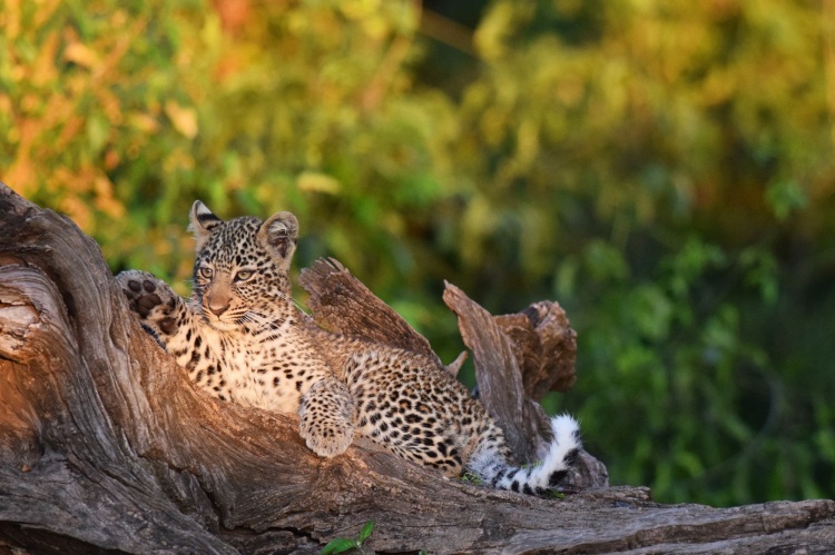 Leopard Cub on Log