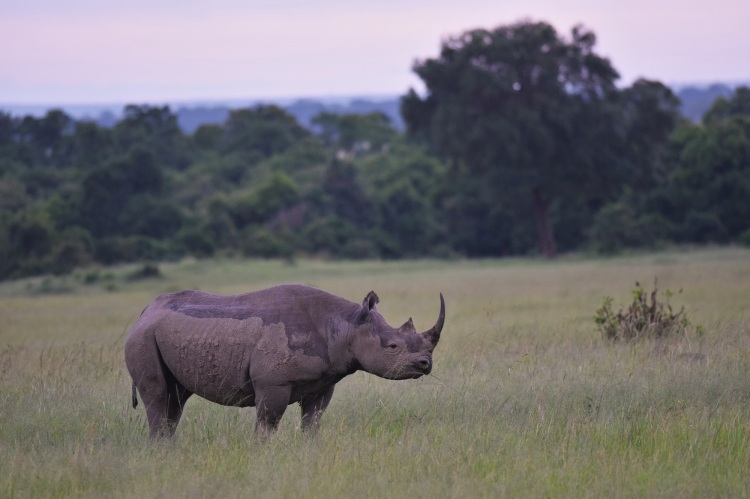 A long black rhino at dusk