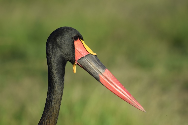 Male Saddle-Billed Stork